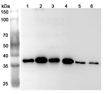 Anti-Human U2AF1 Polyclonal Antibody